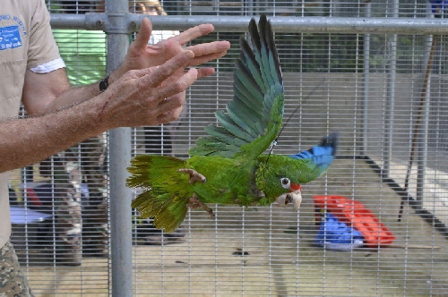 Kisállat papagájok és a takarmányozás