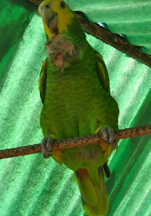 Elhízott papagáj