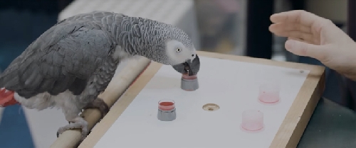 Papagájok intelligenciateszten